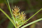 Oneflower flatsedge